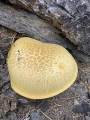 Suillus tomentosus