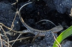 Liolaemus wiegmannii