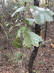 Quercus marilandica