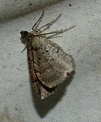 Costaconvexa centrostrigaria