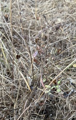 Camassia quamash