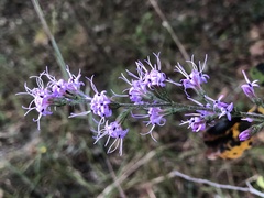 Liatris gracilis