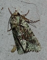 Lacinipolia explicata