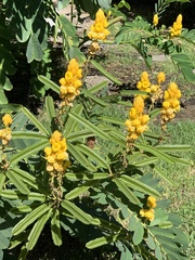 Senna
