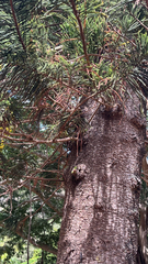 Araucaria columnaris