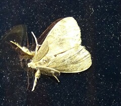 Dasychira vagans