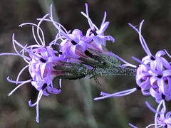 Liatris gracilis
