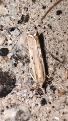 Agriphila trabeatellus