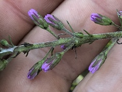 Liatris gracilis