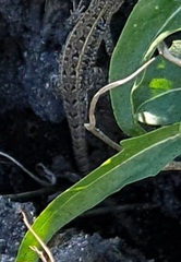 Liolaemus wiegmannii
