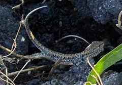 Liolaemus wiegmannii