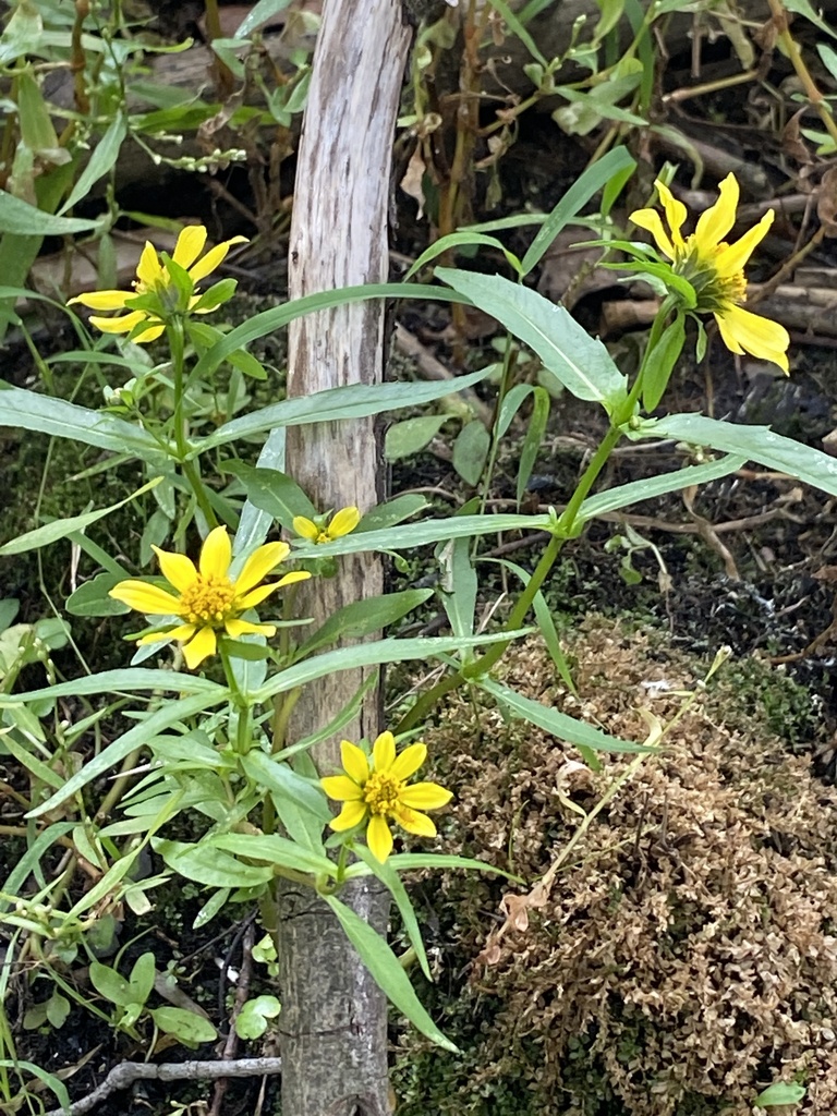 Nodding beggartick (Bidens cernua)