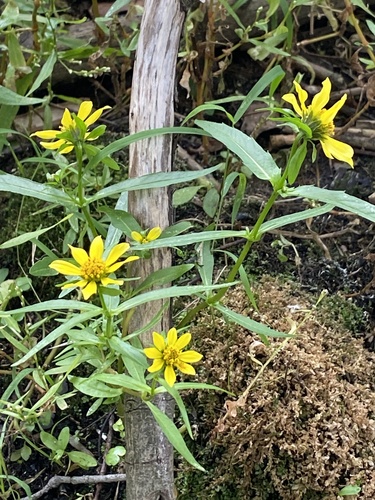 nodding beggartick (Bidens cernua)