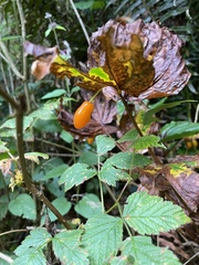 Prosartes smithii