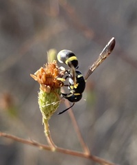 Parancistrocerus declivatus