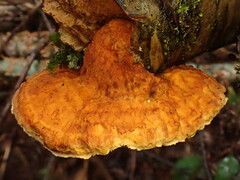 Pycnoporellus fulgens