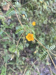 Kallstroemia parviflora