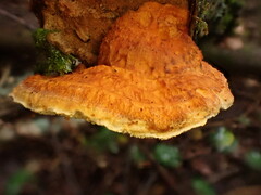 Pycnoporellus fulgens