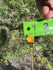 Kallstroemia parviflora