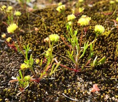 Brachyscome perpusilla