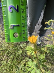 Kallstroemia parviflora