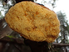 Pycnoporellus fulgens