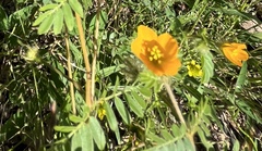 Kallstroemia parviflora