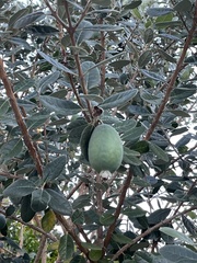 Feijoa