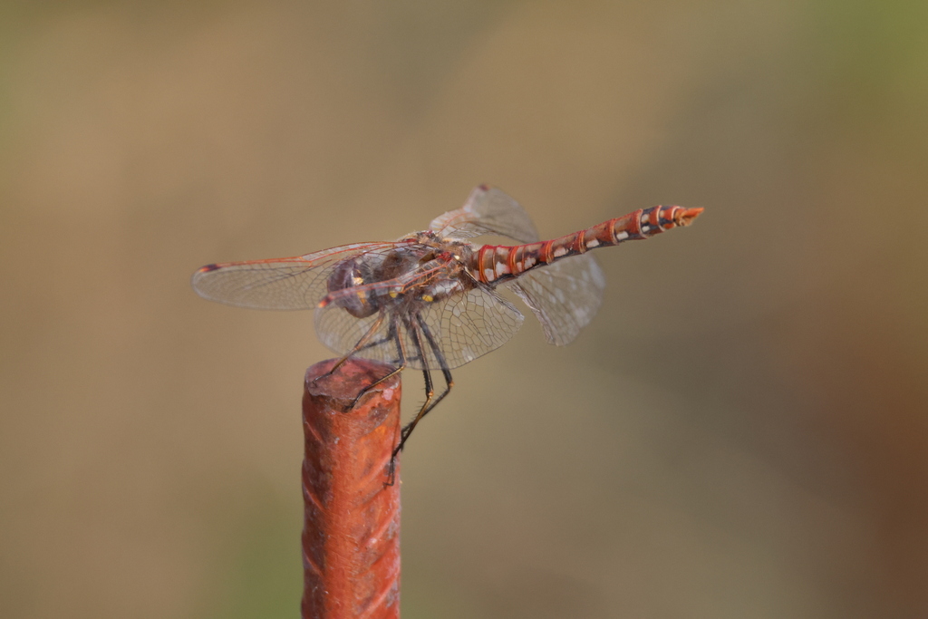 Variegated Meadowhawk from Greenhouse and Horticultural Garden, Lubbock