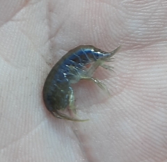 Echinogammarus ischnus