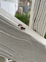 Camponotus floridanus