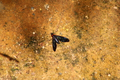 Cyananthrax cyanopterus