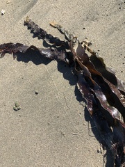 Laminaria sinclairii