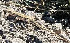 Liolaemus wiegmannii