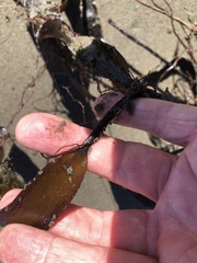 Laminaria sinclairii