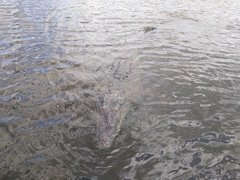 Crocodylus moreletii