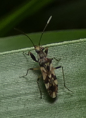 Rhyparochrominae