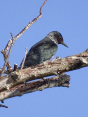 Melanerpes lewis