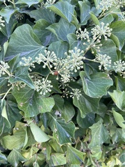 Hedera canariensis