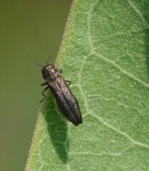 Agrilus quadriguttatus