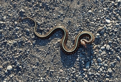 Thamnophis sirtalis concinnus