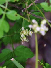 Cardiospermum corindum