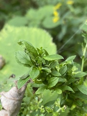 Procecidochares atra