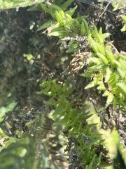 Dioprosopa clavata