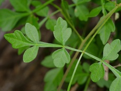 Cardiospermum corindum