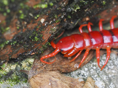 Scolopendra dehaani