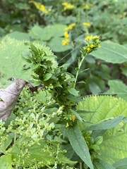 Procecidochares atra