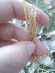 Elymus virginicus