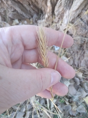 Elymus virginicus