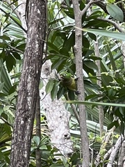 Eupsittula nana